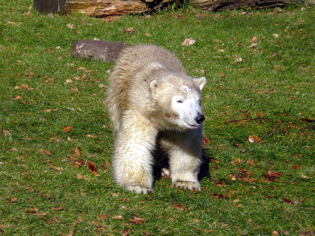 Eisbär Flocke