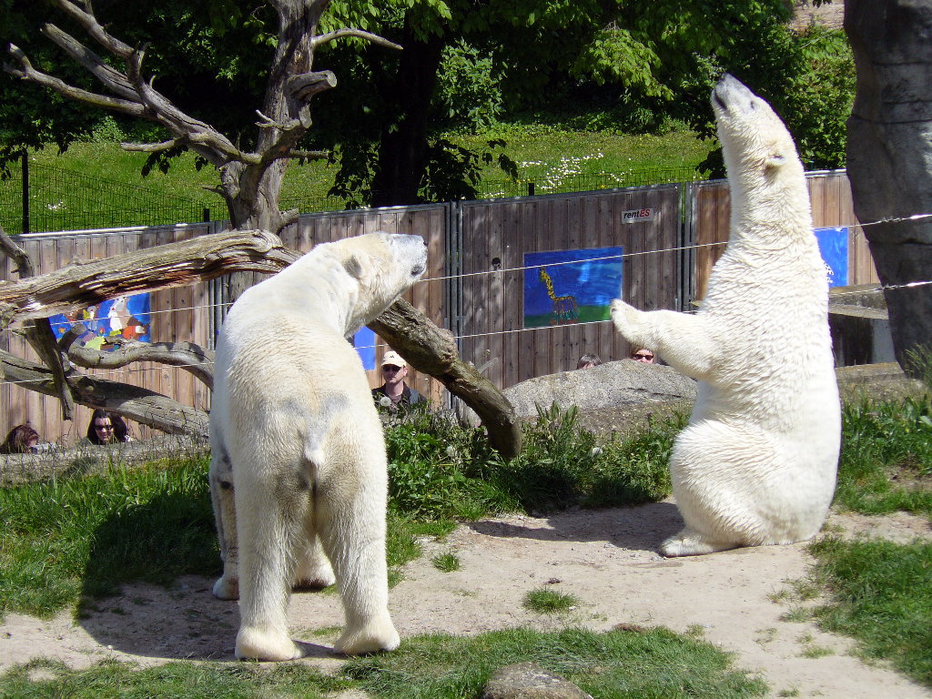 Vitus und Nika