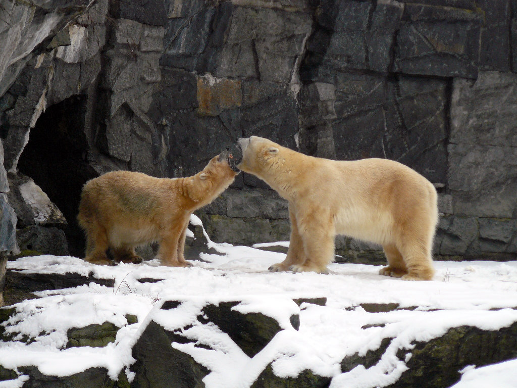 Eisbär Aika und Troll Tierpark Berlin