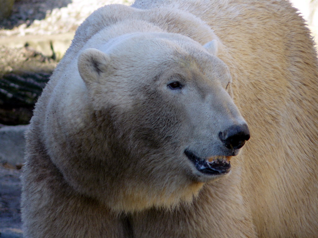 Eisbär Lloyd im Zoo Bremerhaven