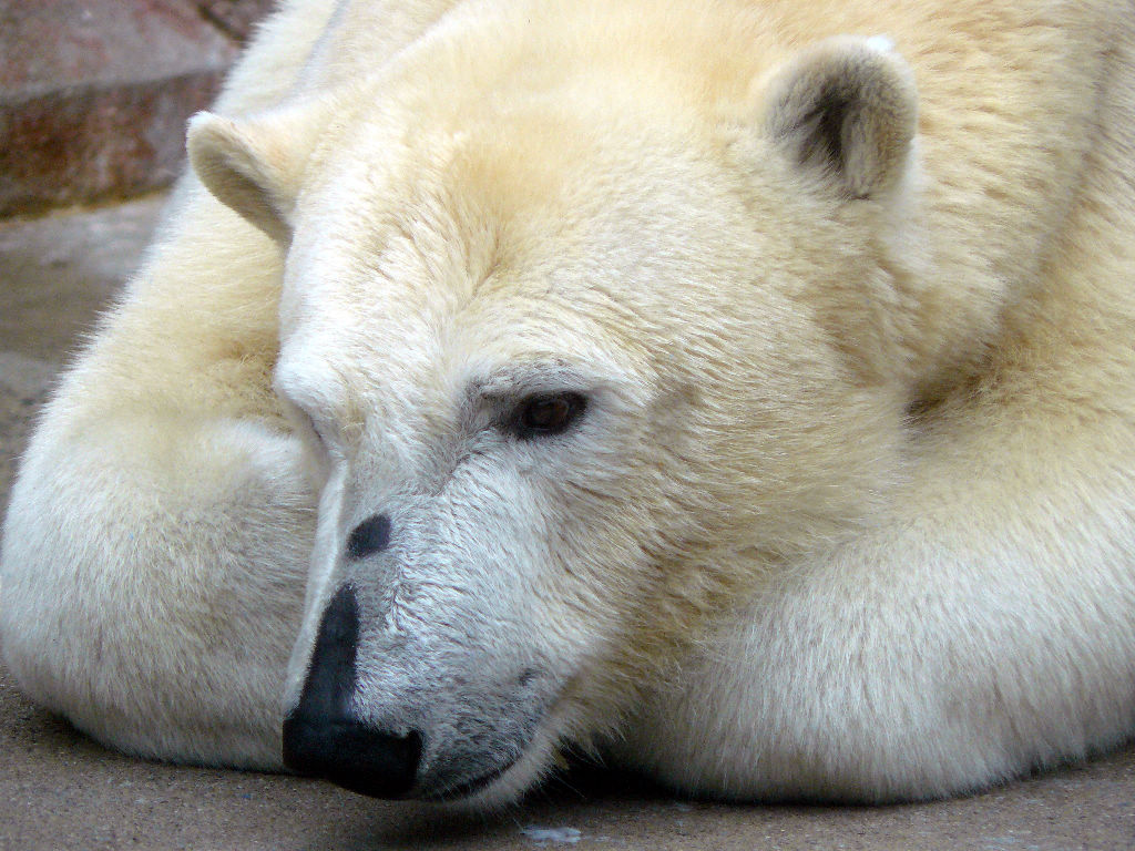 Eisbär Giovanna im Zoo München