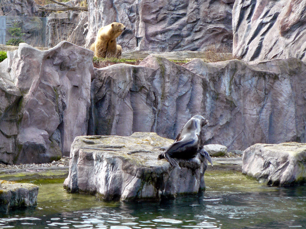 Eisbär Fanny im Zoo Gelsenkirchen